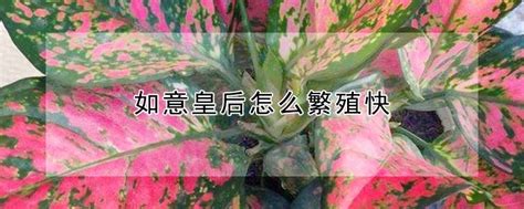 如意皇后分株